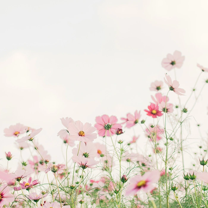 Champs de fleurs roses pastels