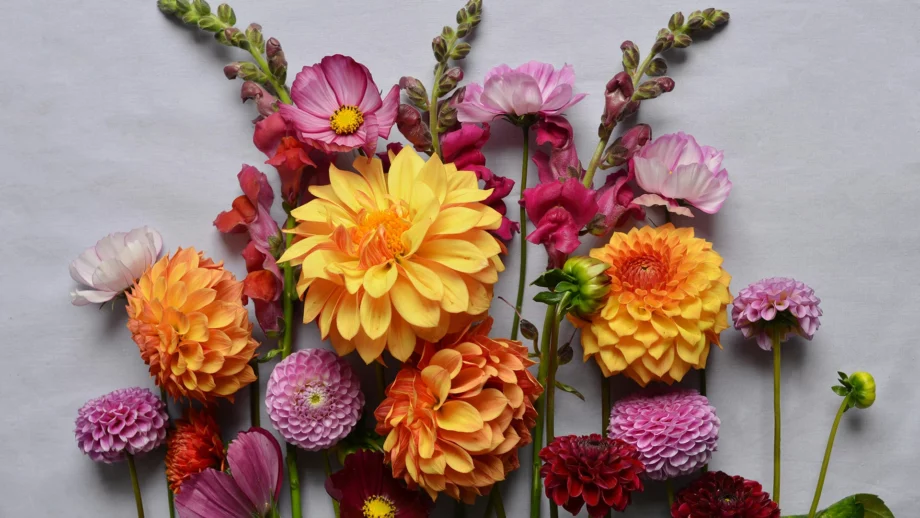 Fleurs de saison multicolores